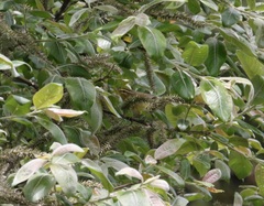 Phylloscopus affinis