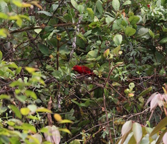 Carpodacus sipahi