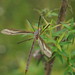 Ptilogyna gracilis - Photo (c) Reiner Richter, algunos derechos reservados (CC BY-NC-SA), subido por Reiner Richter