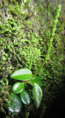 Peperomia retusa