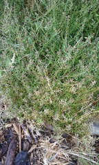 Lepidium desvauxii