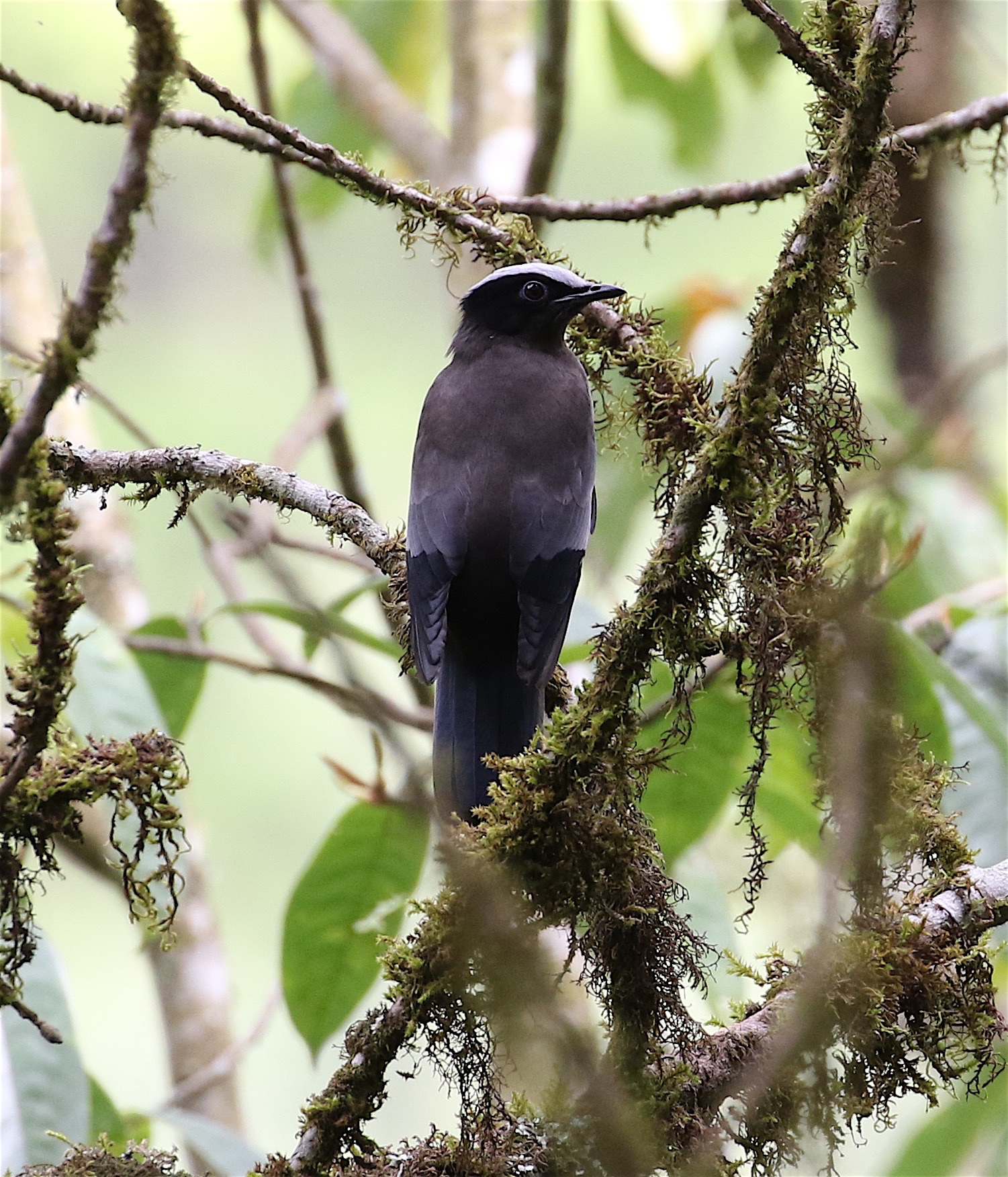 Cochoa purpurea Hodgson, 1836