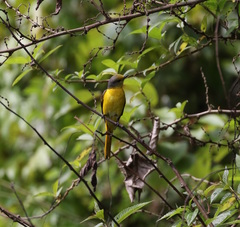 Pericrocotus ethologus