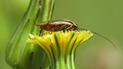 Pseudomops neglectus