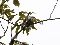 Cuculus poliocephalus
