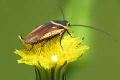 Pseudomops neglectus