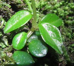 Peperomia retusa
