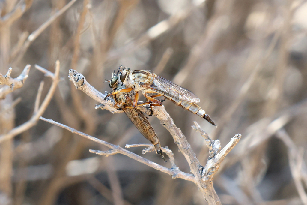 Aneomochtherus from Southern Aegean, Greece on July 6, 2023 at 0252 PM