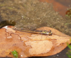 Austrocnemis splendida