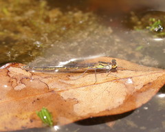 Austrocnemis splendida