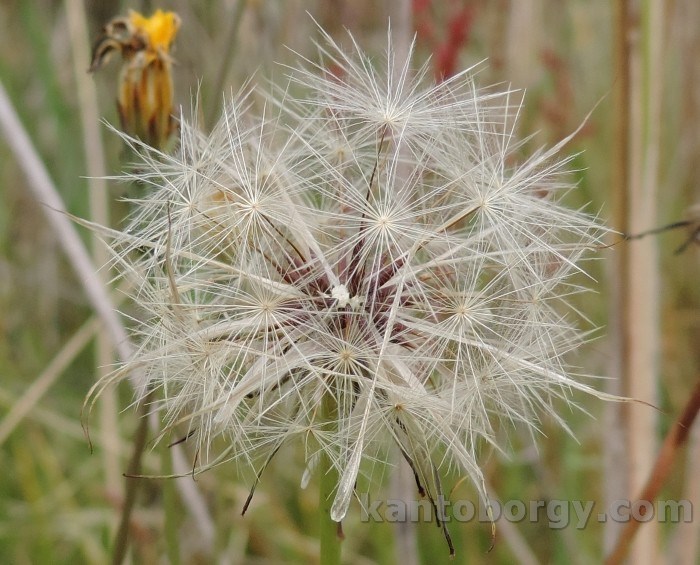 Taraxacum officinale image