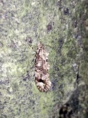 Lysiphragma epixyla