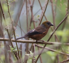 Pyrrhoplectes epauletta