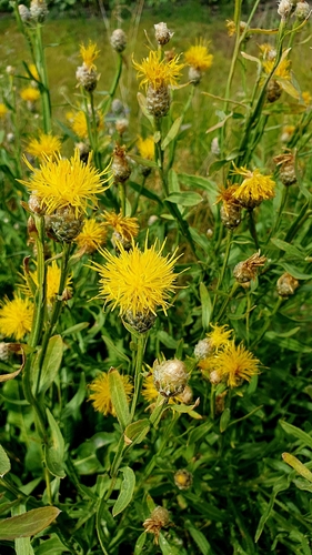 Centaurea glastifolia, photograph 2