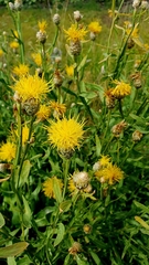 Centaurea glastifolia, photograph Анна Митрошенкова, CC BY, iNaturalist via GBIF
