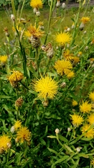 Centaurea glastifolia, photograph Анна Митрошенкова, CC BY, iNaturalist via GBIF