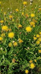 Centaurea glastifolia, photograph Анна Митрошенкова, CC BY, iNaturalist via GBIF