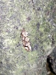 Lysiphragma epixyla