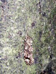 Lysiphragma epixyla