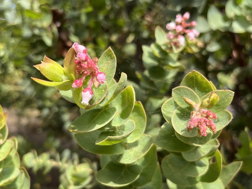 Pink-flowered Refugio Manzanita