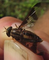 Tabanocella