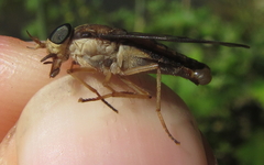 Tabanocella