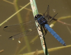 Trithemis dorsalis