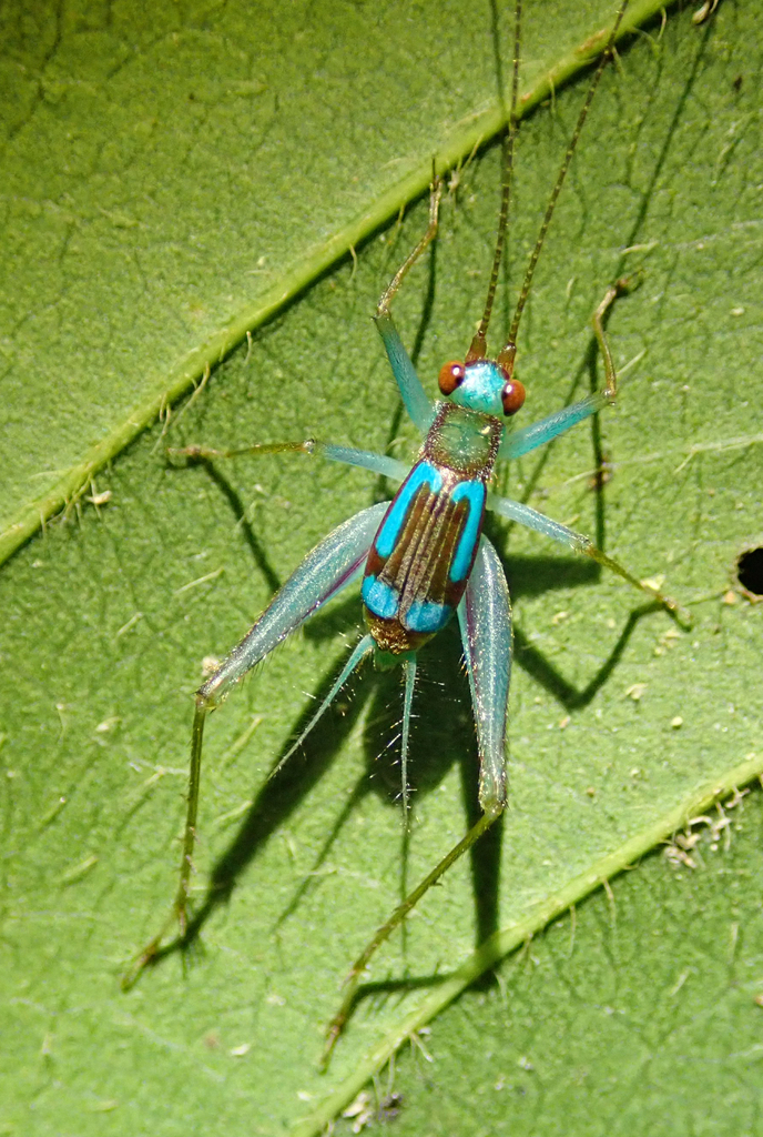 Rhicnogryllus lepidus