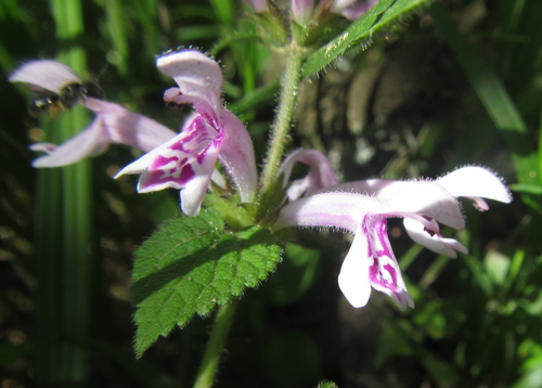 Image of Mauve Stachys by (c) Robert Taylor, some rights reserved (CC BY)