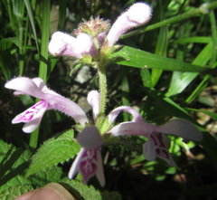 Stachys tubulosa