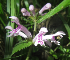 Stachys tubulosa