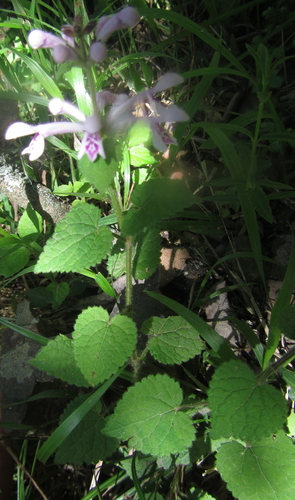 Image of Mauve Stachys by (c) Robert Taylor, some rights reserved (CC BY)