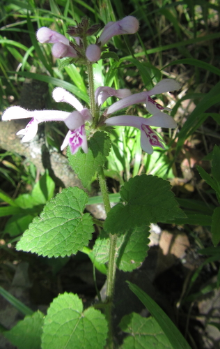 Image of Mauve Stachys by (c) Robert Taylor, some rights reserved (CC BY)