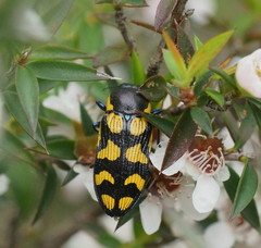 Castiarina octospilota