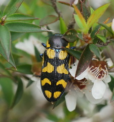 Castiarina octospilota