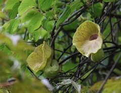 Aristolochia griffithii