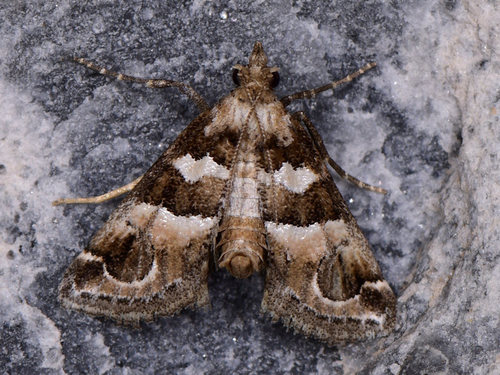 Hypotia corticalis (Denis & Schiffermüller), 1775