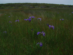 Iris hookeri