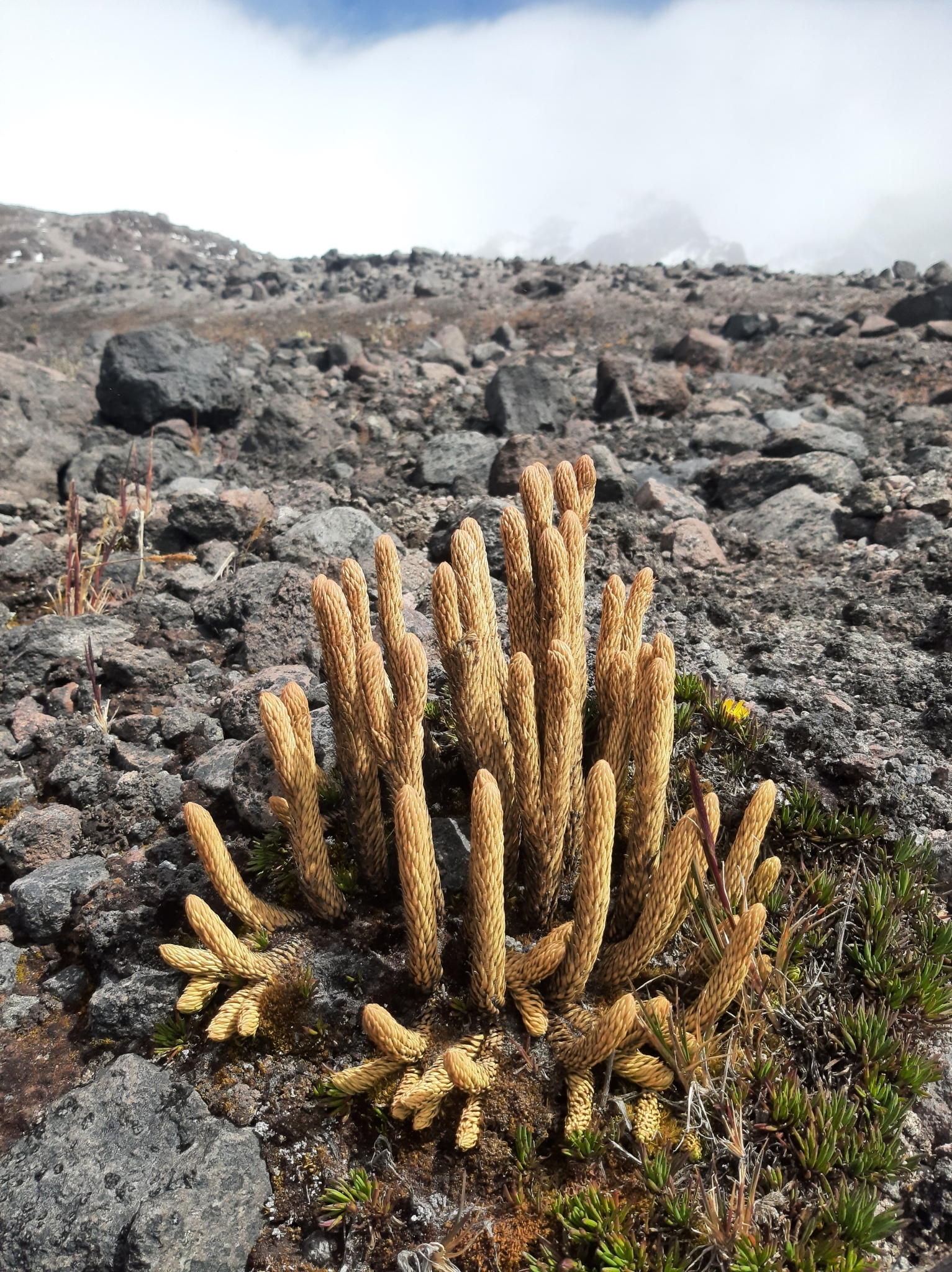 Phlegmariurus crassus image