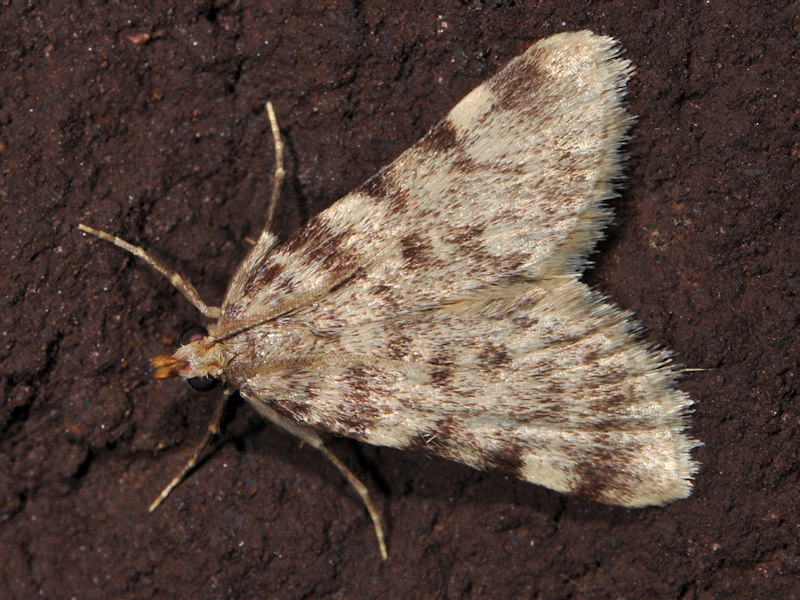 Aglossa asiatica