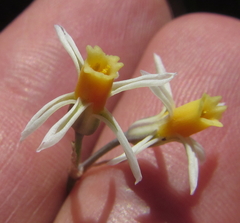 Tulbaghia leucantha