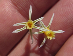 Tulbaghia leucantha