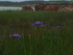 Iris hookeri