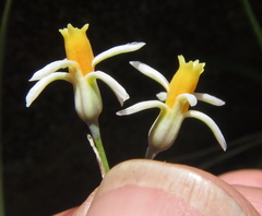 Tulbaghia leucantha