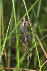Austroaeschna subapicalis