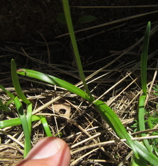 Tulbaghia leucantha