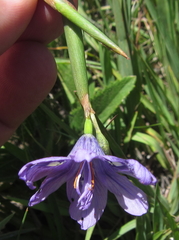 Moraea inclinata