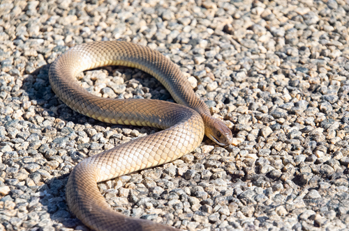 Eastern Brown Snake sighting