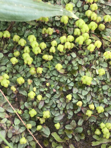 Narrow Starwort (Asterella marginata)