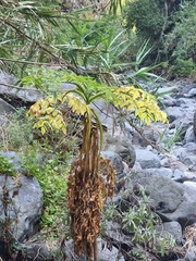 Daucus decipiens image